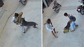 Pit bull attacks 6-month-old girl during walk in Sonipat; CCTV shows mauling