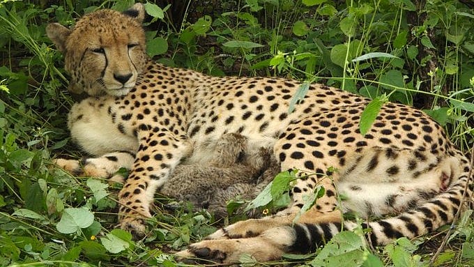 India-Born Cheetah Gives Birth To Four Cubs In Madhya Pradesh’s Kuno National Park | VIDEO