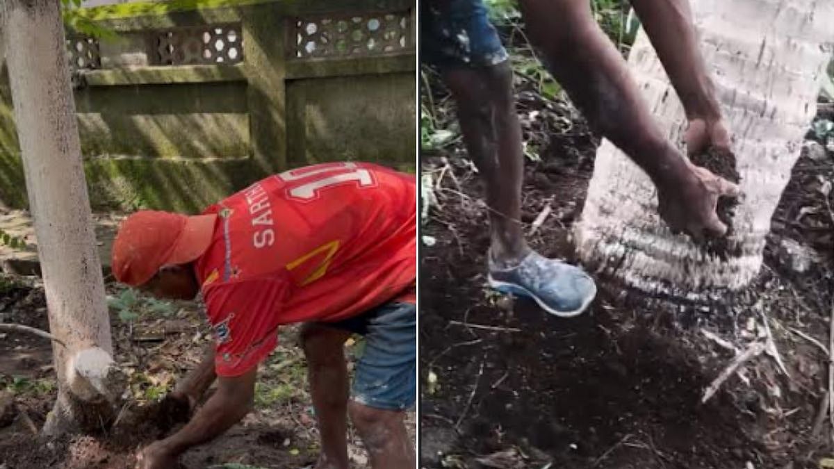Navi Mumbai Tree Damage: CBD Belapur Residents Launch Rescue Effort For Trees Allegedly Harmed By Chemical Injection