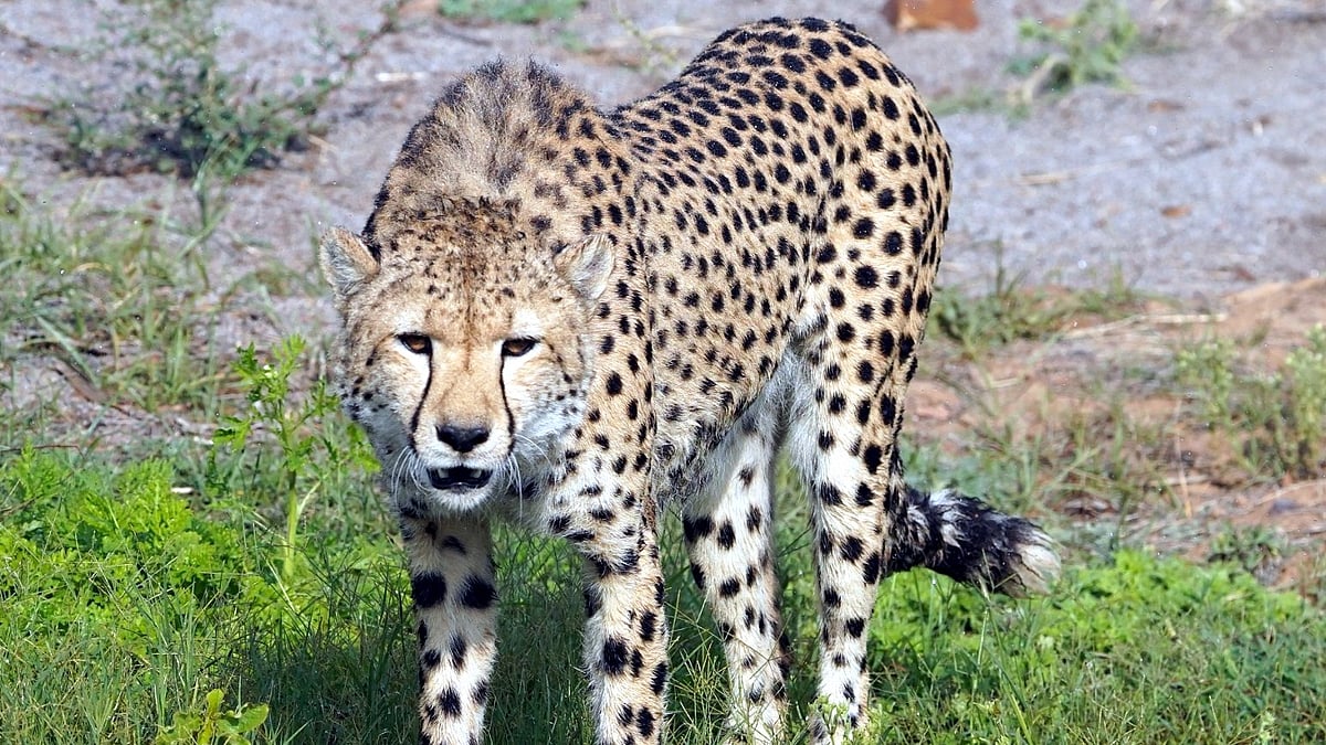 CM Mohan Yadav To Release Female Cheetah At Gandhi Sagar On September 20