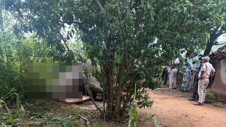 Wild Elephant Electrocuted In MP's Mauganj, Exposed Power Line Sparks Safety Concerns - VIDEO