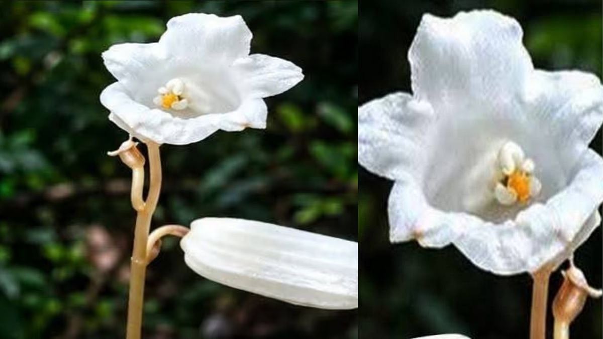 Leafless Orchid Species, Known As ‘Ghost Flower’, Discovered In Arunachal Pradesh