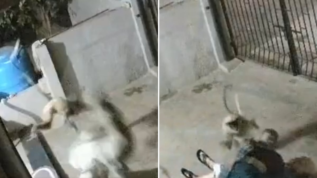 On Cam: 91-Year-Old Woman Dies After Monkey Attack At Home In Karnataka’s Koppal 