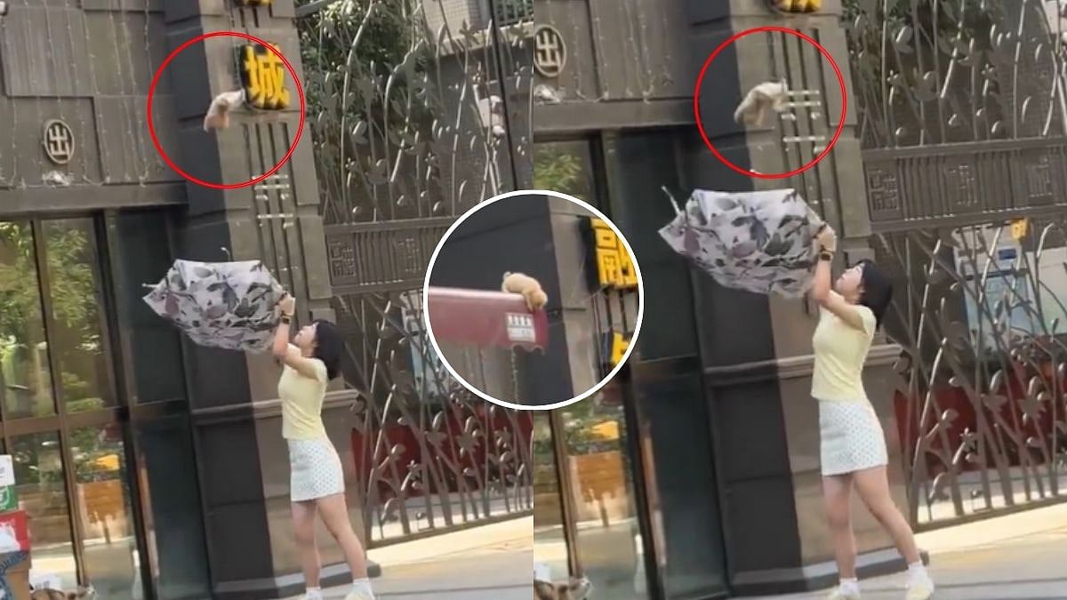 Stranded Puppy On Rooftop Jumps Directly Into Passersby's Umbrella During Viral Rescue In China | WATCH