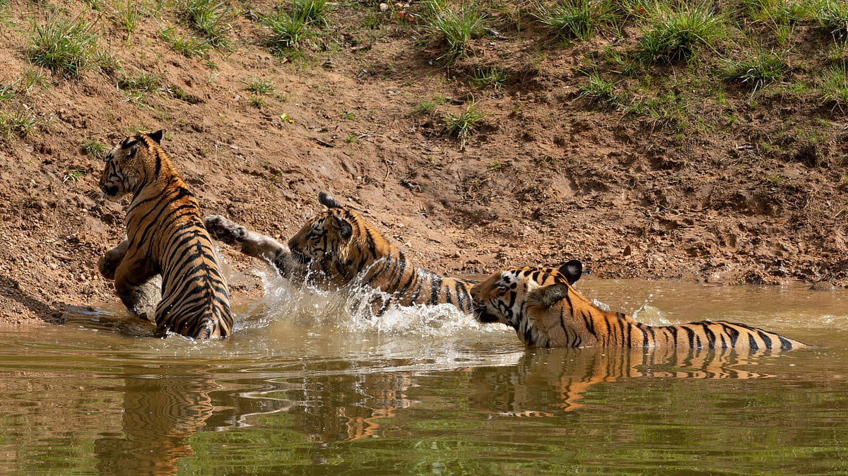 World Tourism Day 2026: How Maharashtra Is Expanding Its Tiger Tourism Footprint