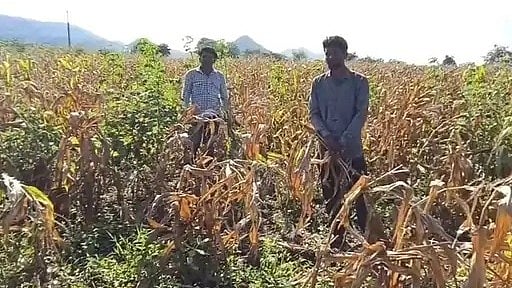 Low Rainfall Damages Kharif Crops, Farmers Seek Compensation In MP’s Barwani