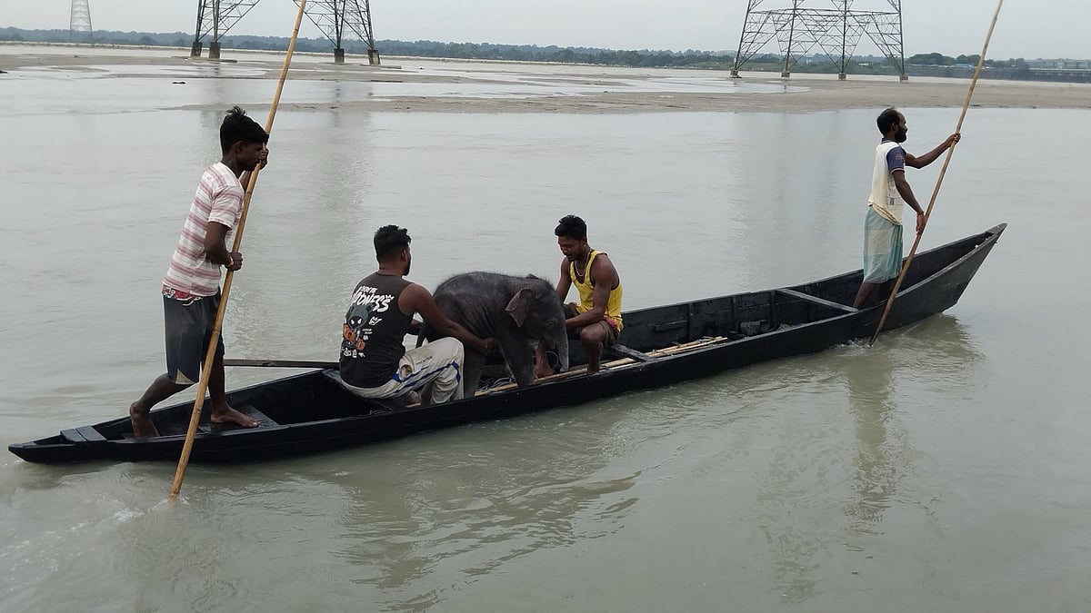 WATCH: Fishermen Rescue Drowning Elephant Calf In Teesta River's Strong Current After Dramatic 3-Km Chase