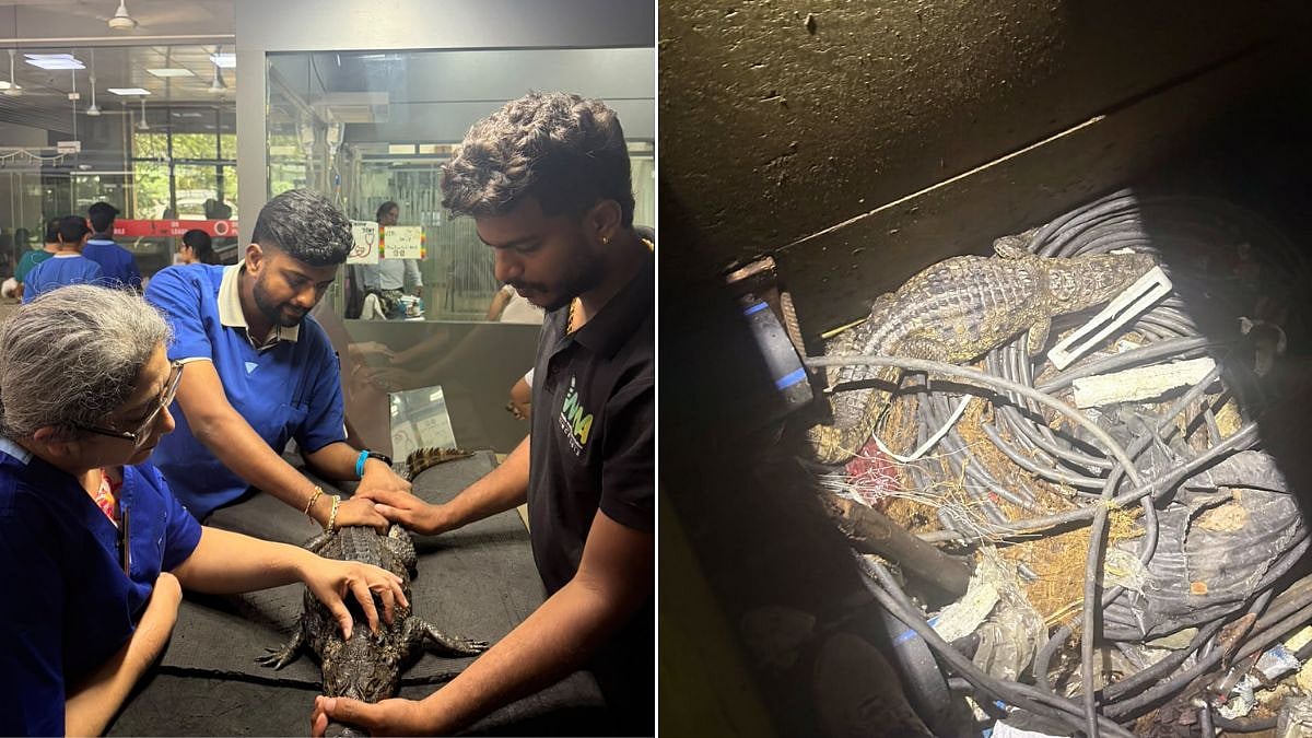 Aarey Metro Complex: 3-Foot-7-Inch Indian Marsh Crocodile Rescued From 8-Foot-Deep Electricity Duct In Mumbai | Video