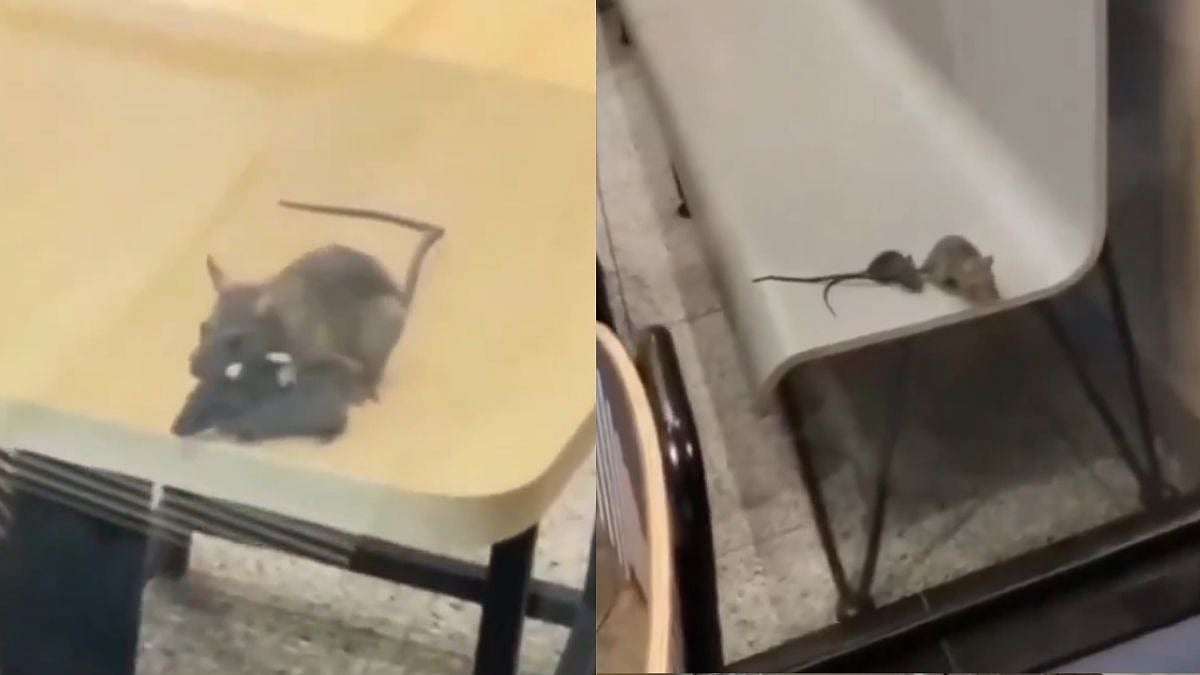 Rats Spotted at Rajkot McDonald’s; Civic Body Collects ₹3,000