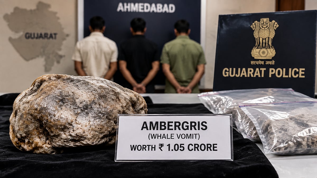 Ahmedabad Crime Branch Recovers Ambergris Worth ₹1.05 Crore, 3 Held In Wildlife Trade Case