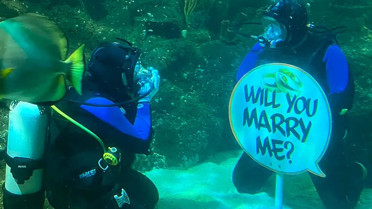 'Love Is Underwater': British Man's Unique Proposal To 'Shark-Loving' Girlfriend Goes Viral - WATCH 