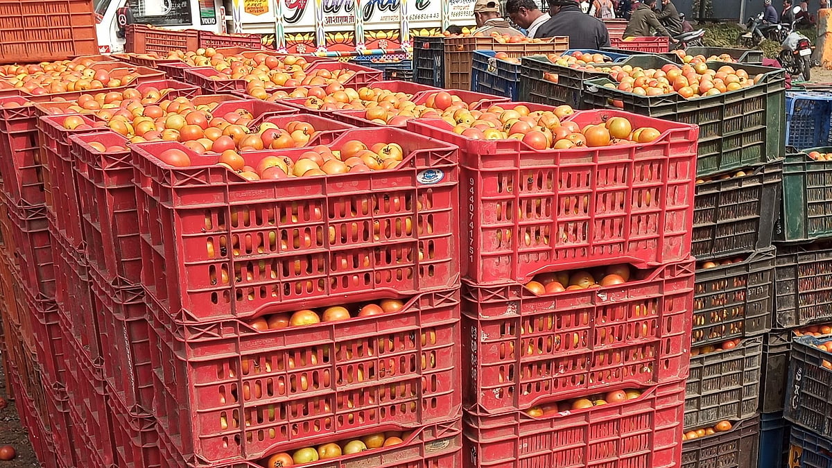 Tomato Glut At Indore’s Choithram Mandi: Arrivals Outpace Demand, Crates Run Out Of Space
