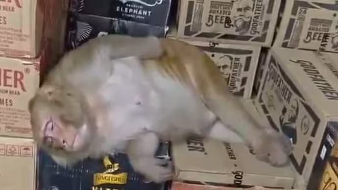 Monkey Enters Ranchi Liquor Shop, Drinks From Bottle And Falls Asleep Inside - VIDEO 