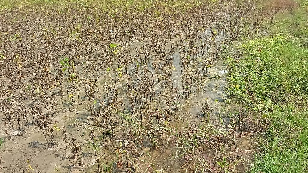 Hits Soybean And Urad Crops In MP’s Mandsaur, Farmers Seek Immediate Survey
