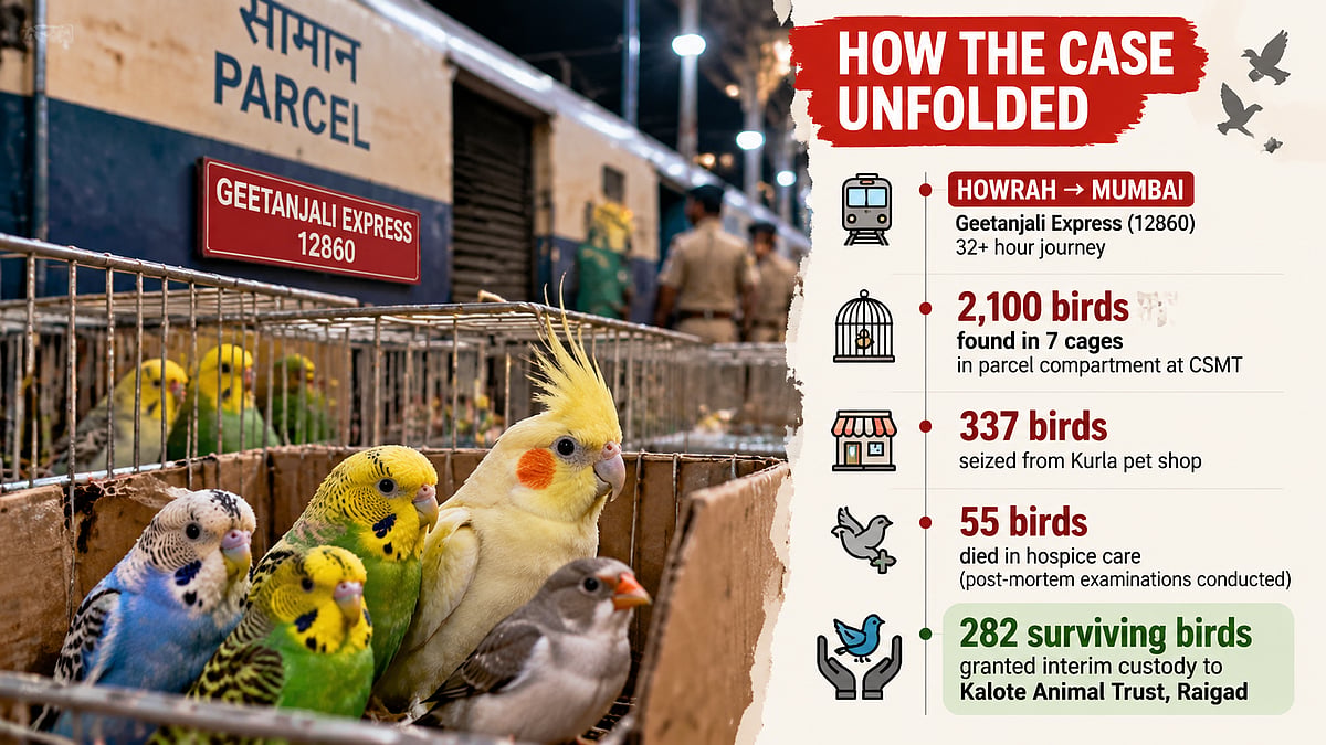 Mumbai Bird Rescue Case: Court Grants Interim Custody Of 282 Surviving Birds To Raigad Animal Trust After Train Transport Horror