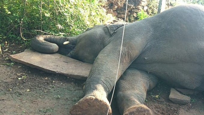 3 Elephants, Including 2 Calves, Electrocuted In West Bengal's Salboni