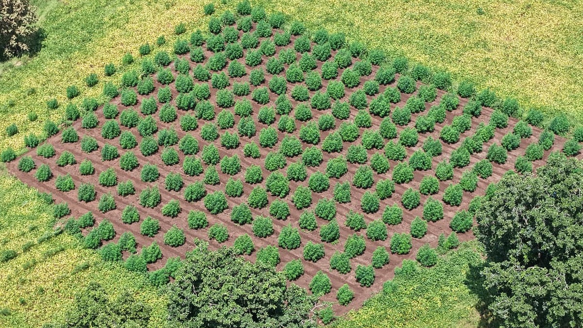 MP’s Khargone Police Use Drones To Bust ₹2.98 Crore Illegal Ganja Cultivation