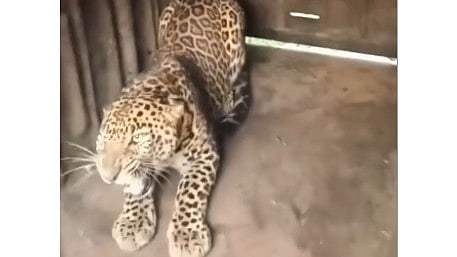Nashik: Leopard Trapped In Savargaon, Shifted To Wildlife Treatment Centre |WATCH VIDEO