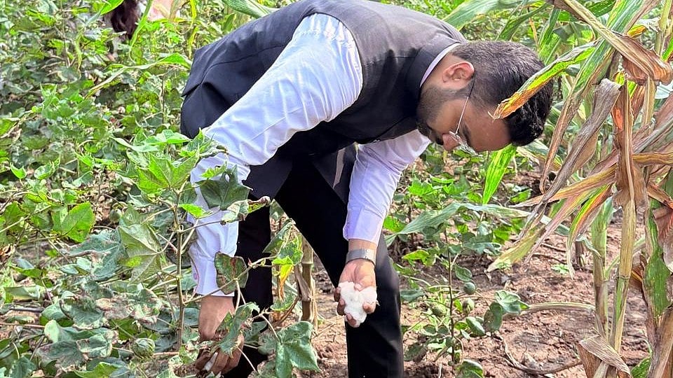 Jalgaon: Cotton Production Likely To Fall 50-60% Amid Prolonged Dry Spell