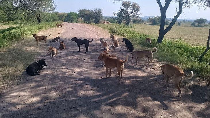 MP’s Dhar Reports 14,000 Dog Bites In Nine Months, District Shelter Home Shut For Two Months