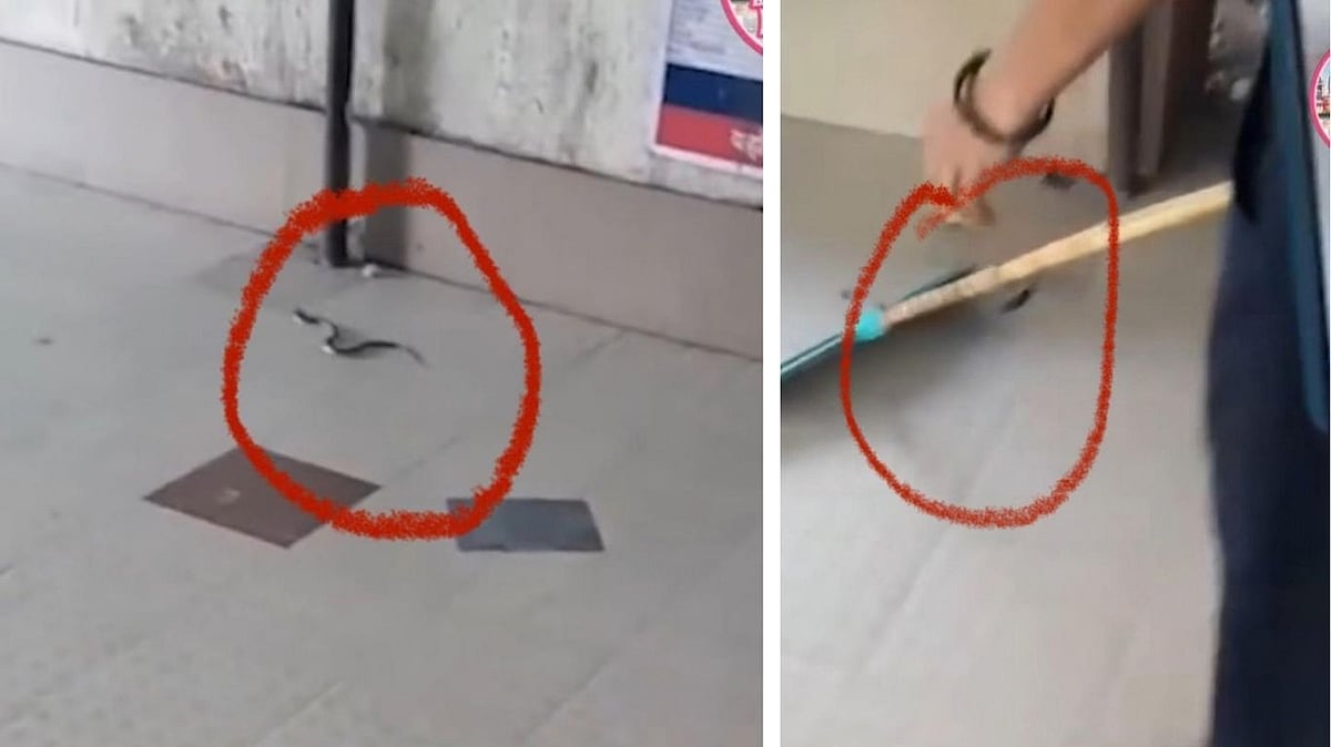 Snake Enters MY Hospital’s New OPD In Indore, Video Goes Viral As Staff Struggle To Drive It Out