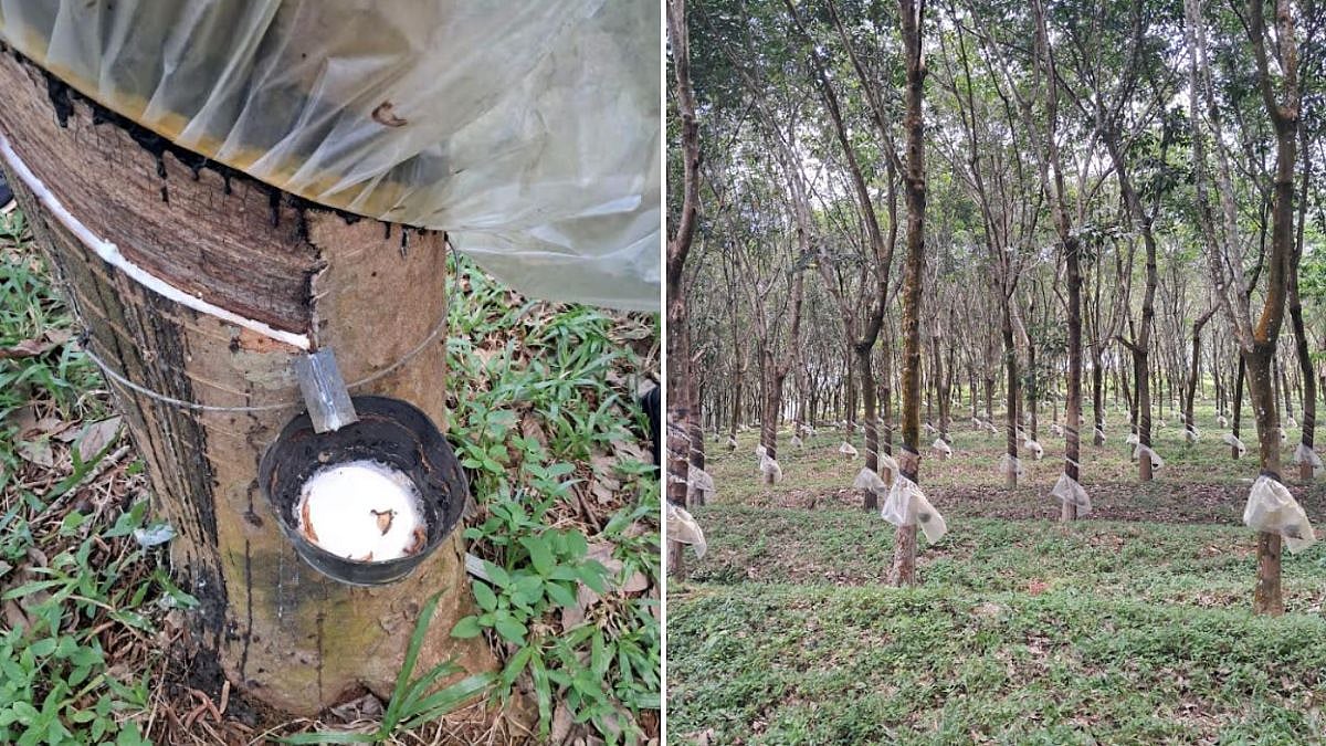 Maharashtra Explores Rubber Cultivation Potential As Konkan Trials Needed To Boost Domestic Healthcare Raw Material Supply