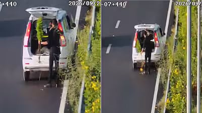 Man In ‘POLICE’ Stickered WagonR Allegedly Steals Roadside Plant On Delhi-Dehradun Expressway; CCTV Goes Viral