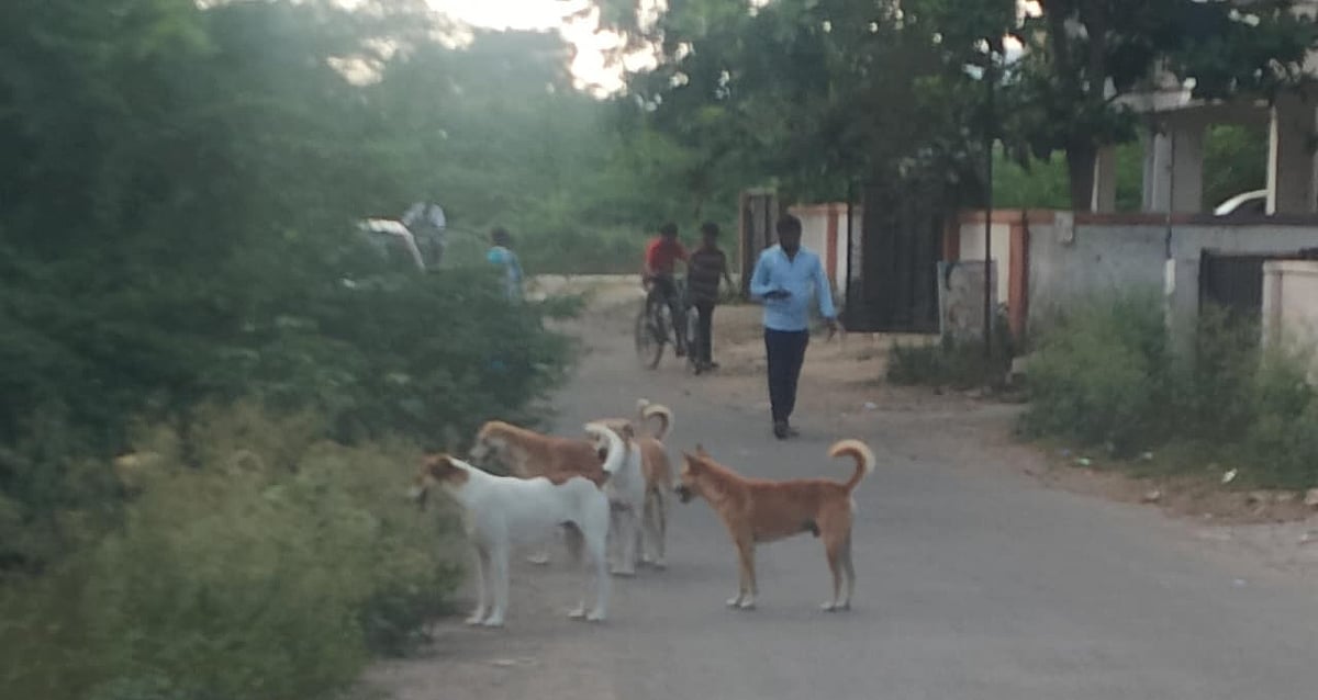 Chhatrapati Sambhajinagar: Waluj Residents Demand Action Over Stray Dog Menace
