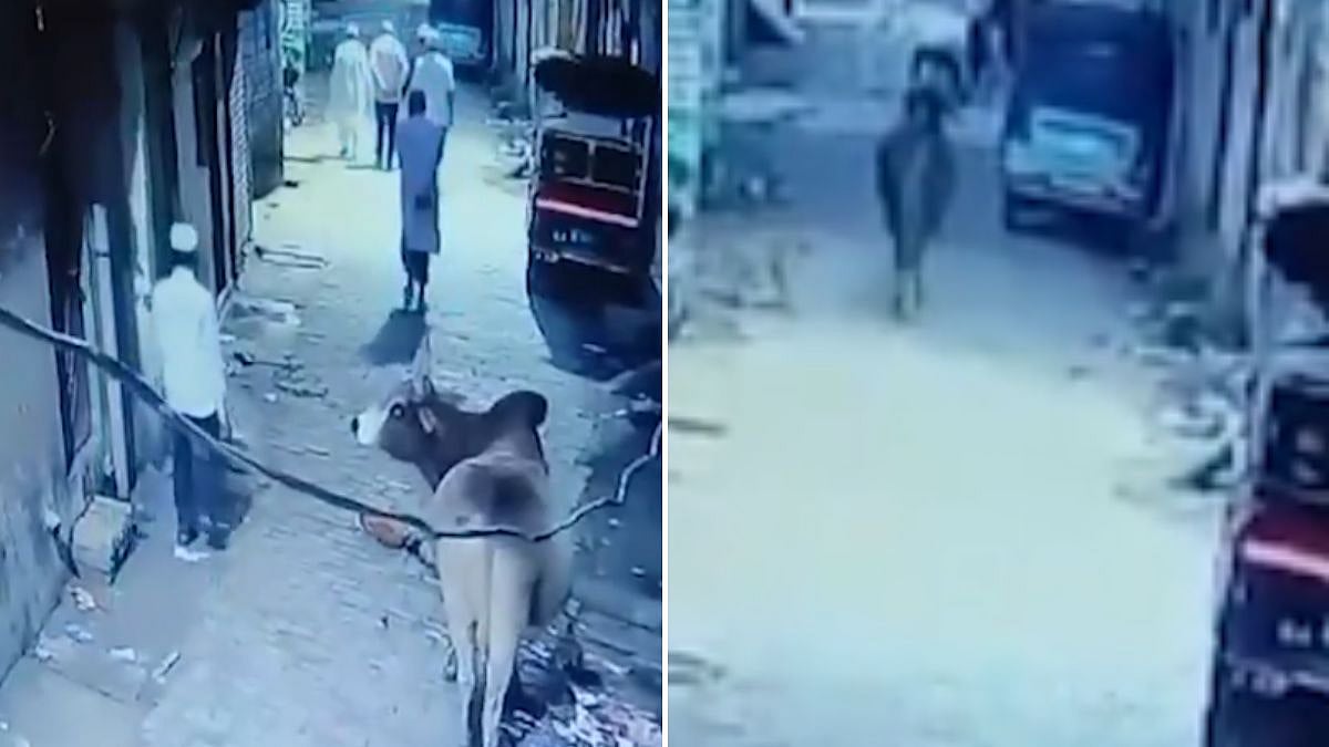Unnao: 80-Year-Old Man Dies After Stray Animal Knocks Him Down - VIDEO