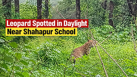 Leopard Spotted In Daylight Near Shahapur School; Villagers Seek Urgent Forest Department Action