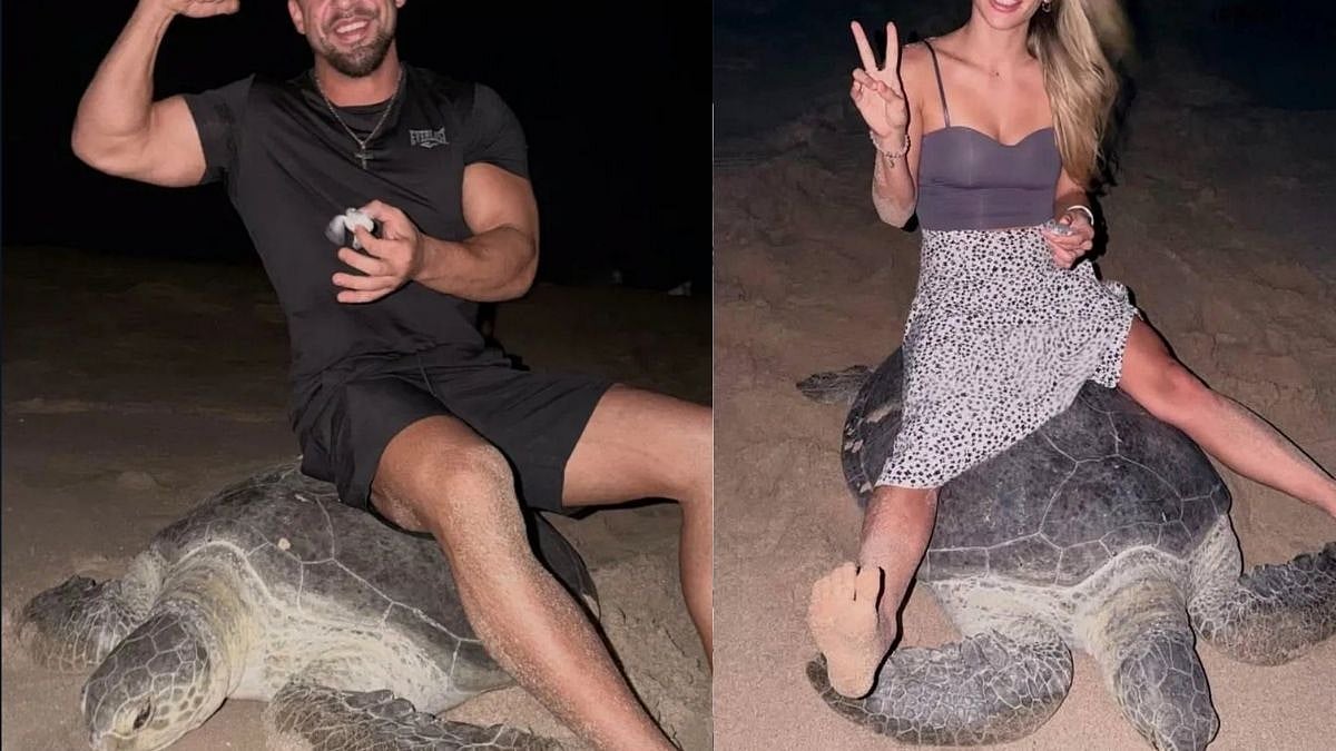 'How Can They Be So Dumb?': Ukrainian Couple Faces Backlash For Riding Sea Turtle In Oman, Handling Hatchlings
