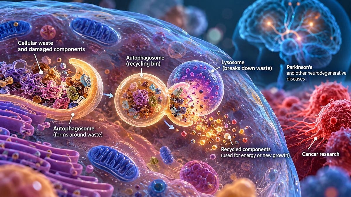Scientists Find Way To Control Cells’ ‘Waste-Clearing’ System, Opening New Avenue For Cancer And Parkinson’s Research