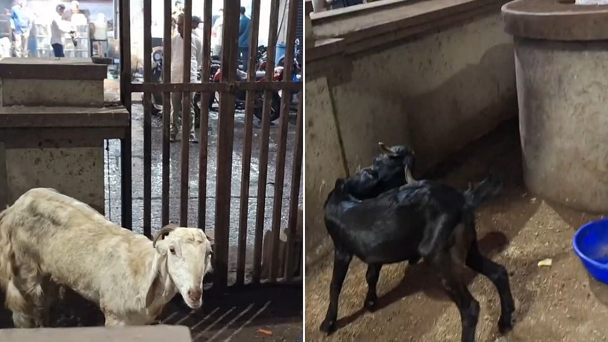Bhiwandi: Goats Tied Under Dr APJ Abdul Kalam Flyover At Vanjarpatti Naka Raise Questions Over Beautification Site’s Use