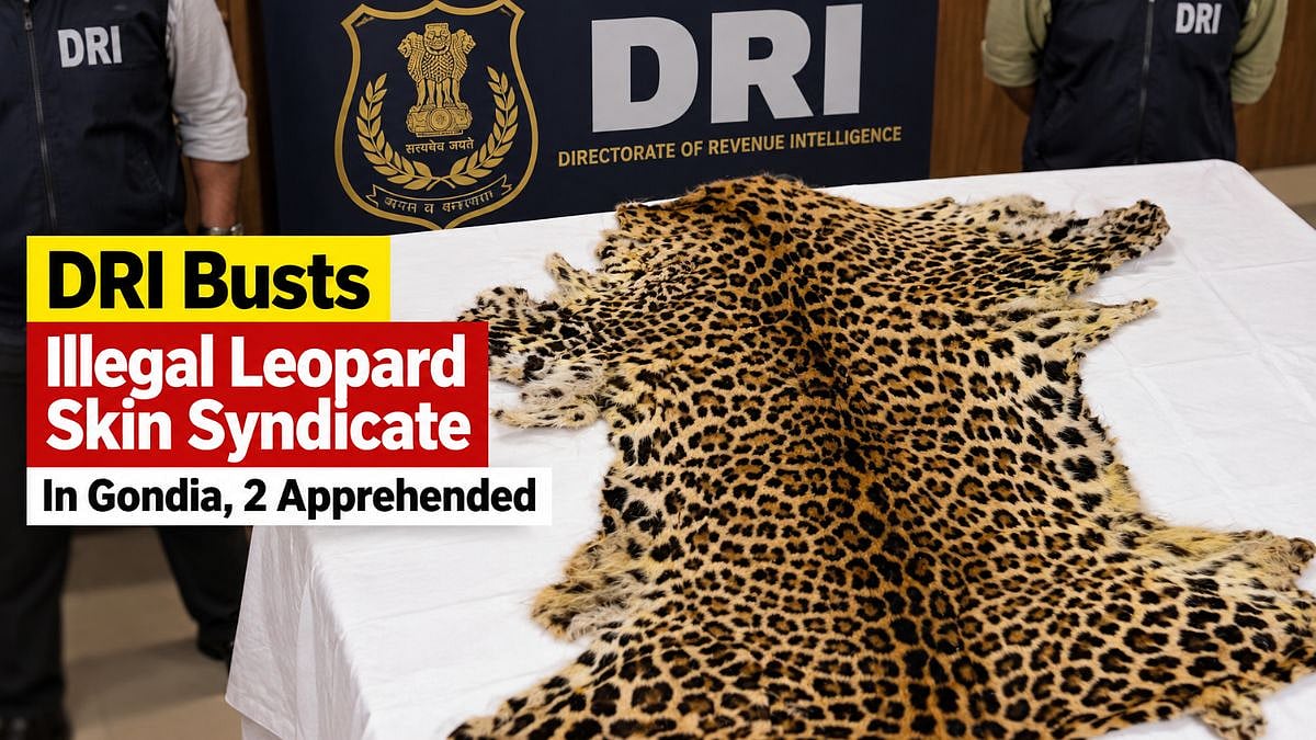 Maharashtra Crime: DRI Busts Illegal Leopard Skin Syndicate In Gondia, 2 Apprehended