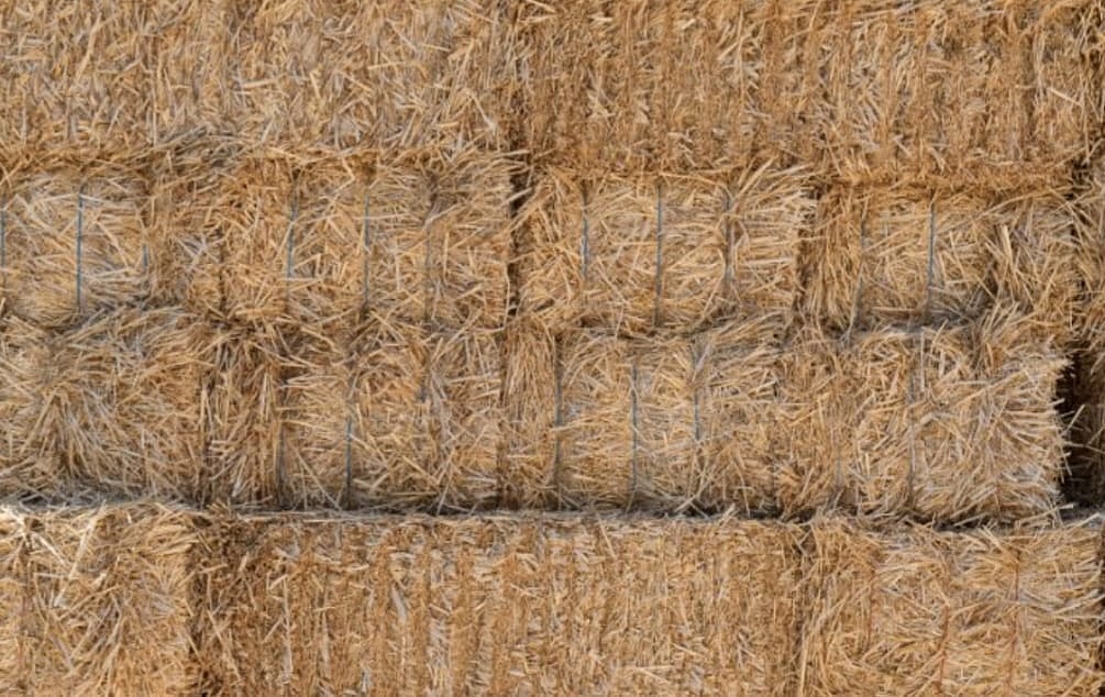Beed Bans Fodder Transport Outside District Amid Drought