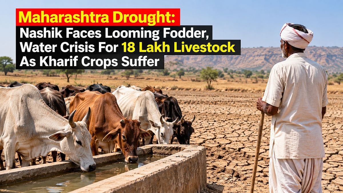 Maharashtra Drought: Nashik Faces Looming Fodder, Water Crisis For 18 Lakh Livestock As Kharif Crops Suffer