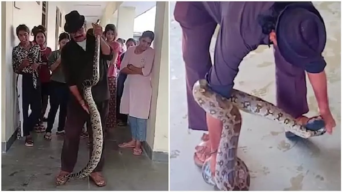 WATCH: 10-Foot Python Found In Madhya Pradesh's Girls' Hostel Bathroom; Rescued