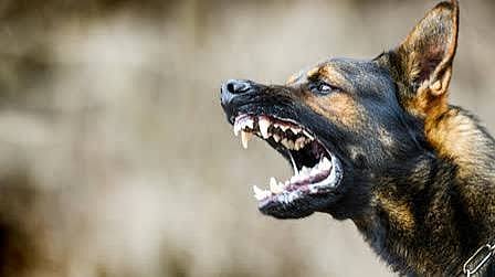 Stray Dog Attacks 5-Year-Old Boy, Bites Off Cheek; Surgery Planned At Hospital In MP's Gwalior