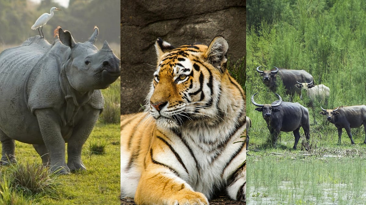 Assam's Manas National Park Reopens For Tourists; 5 Rare Animals To Look Out For On Safari