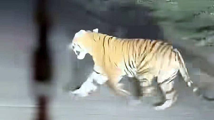 A tiger spotted crossing the road near Bhopal on September 8.