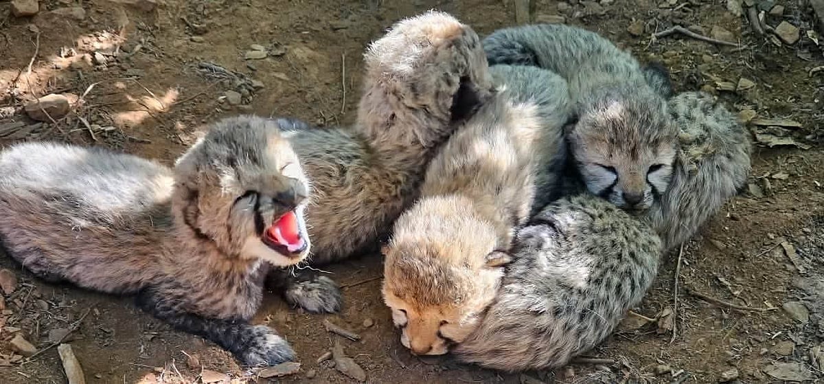 Indian-Born Cheetah KJP21 Gives Birth To 5 Cubs At Kuno National Park; India's Cheetah Population Reaches 60 | VIDEO