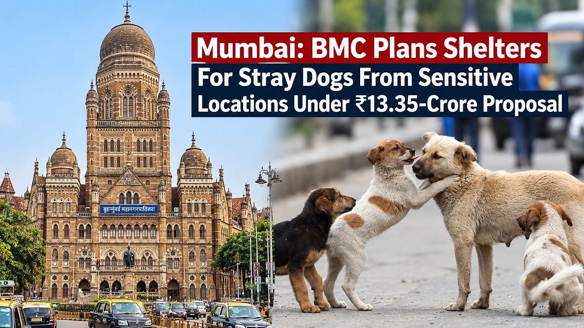 Mumbai: BMC Plans Shelters For Stray Dogs From Sensitive Locations Under ₹13.35-Crore Proposal