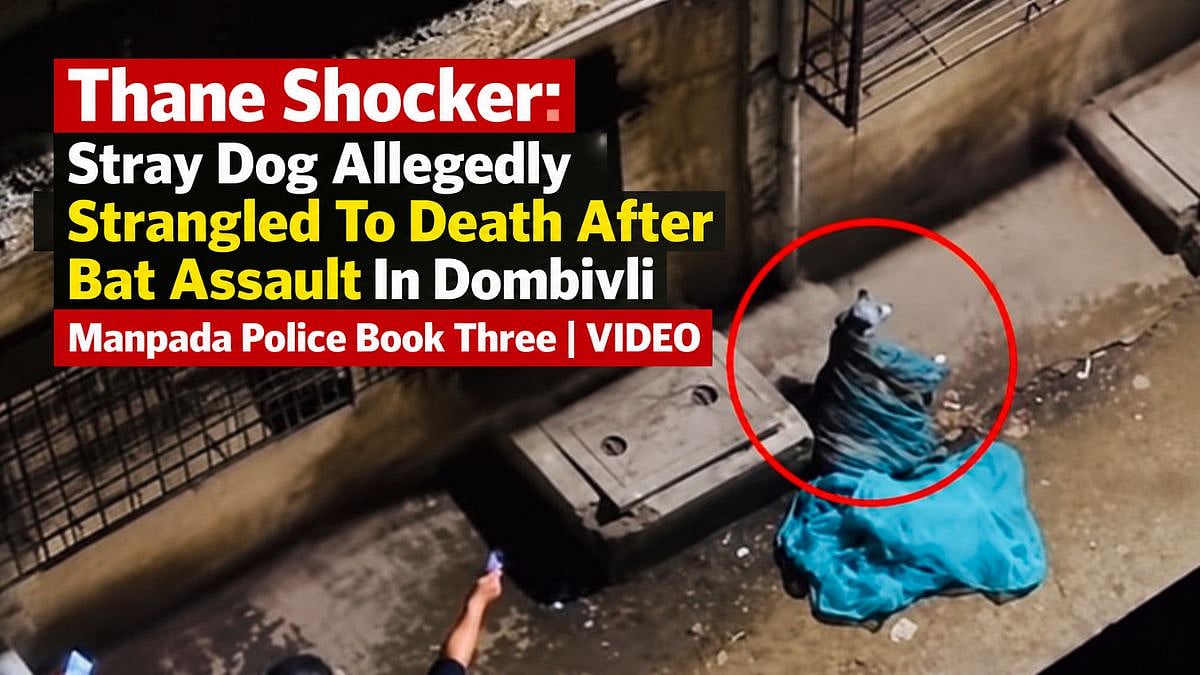 Thane Shocker: Stray Dog Allegedly Strangled To Death After Bat Assault In Dombivli; Manpada Police Book 3 | VIDEO