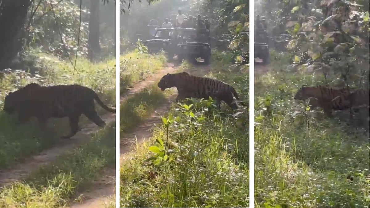 Pench Tiger Reserve: Tiger Captivates Tourists With Magnificent Morning Walk; Excited Visitors Halt Gypsies To Pave Way For Royal Cat| VIDEO
