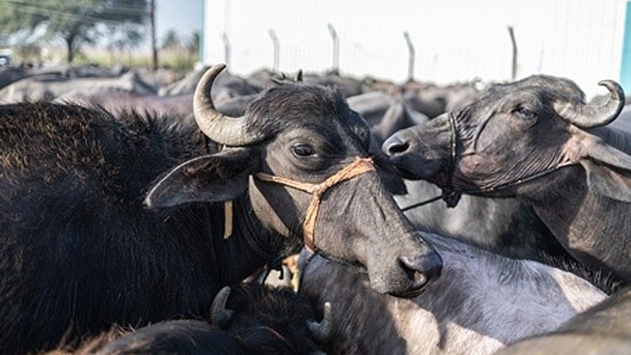 Bhopal BMC Saddled With 47 Buffaloes, Fodder Bill Crosses ₹16 Lakh In 10 Months