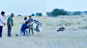 Two captive-bred Great Indian Bustards released into the wild in Rajasthan’s Jaisalmer