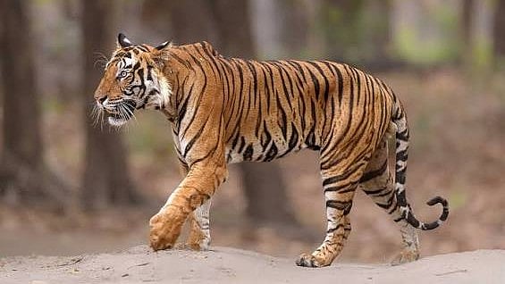 Tiger Kills 63-Year-Old Cattle Grazer In MP’s Seoni, ₹8 Lakh Compensation Sanctioned