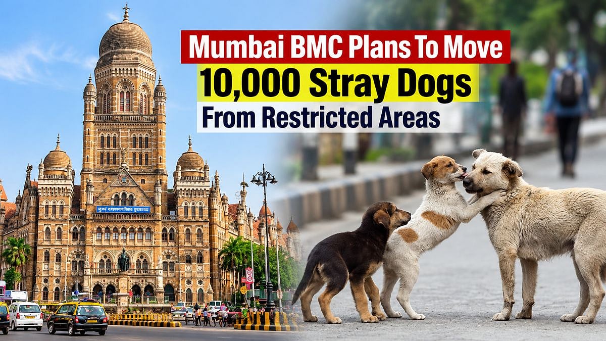 Mumbai: BMC Plans To Move 10,000 Stray Dogs From Restricted Areas, Activists Question Shelter Capacity