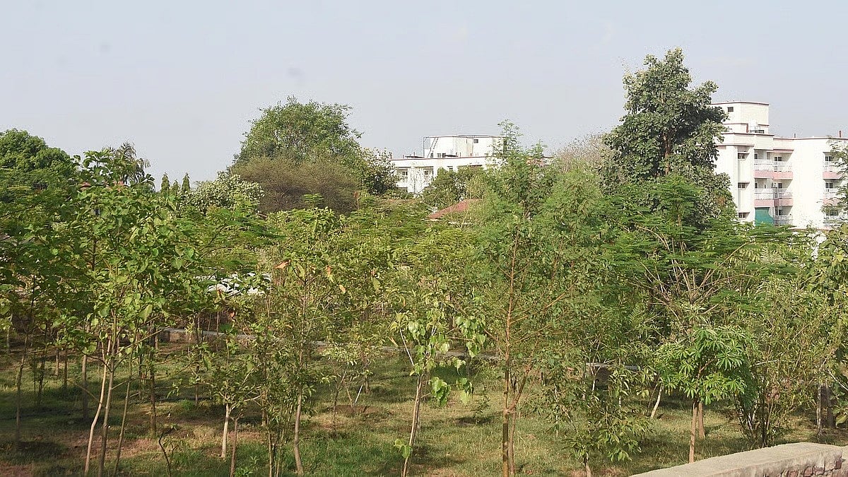 80,000 Saplings Under NGT Scanner In Bhopal; Five-Year Plantation Fund Report Sought