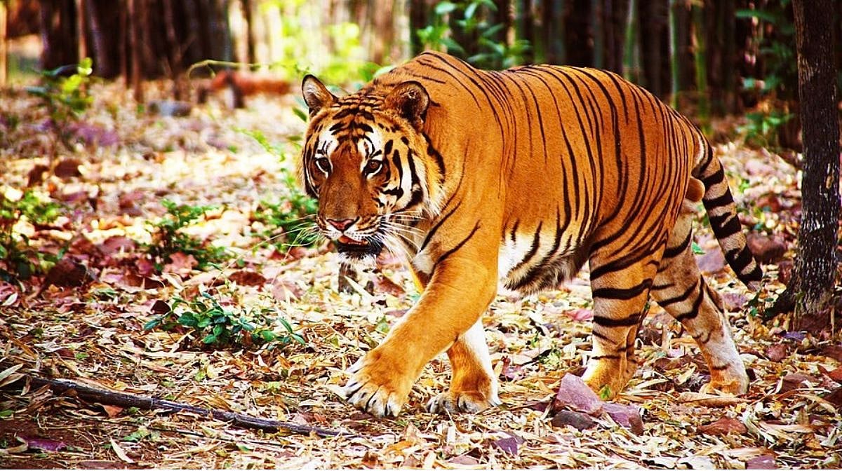 'Racism = The Economist': British Magazine Gets Called Out For Referencing India's Poverty In Article On Wildlife Conservation Success